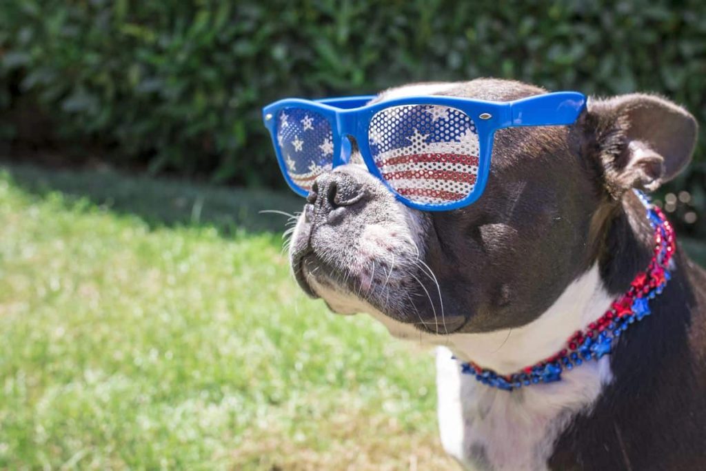 Pooches dog boarding facility provides calm environment for dogs during Fourth of July fireworks celebrations.