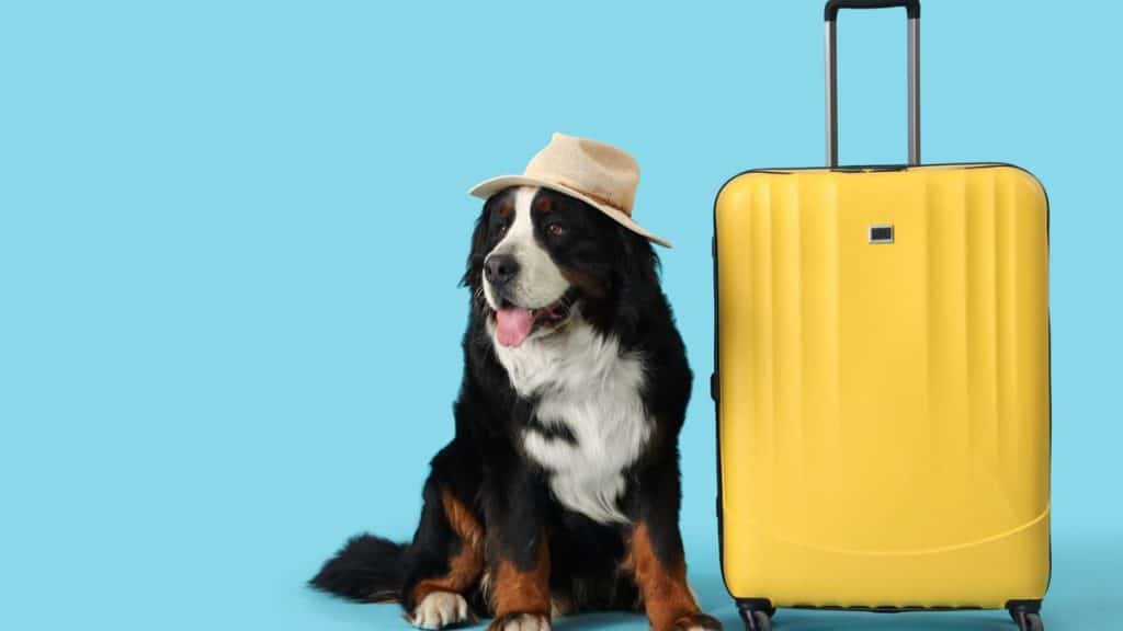 Pooches guide showing happy pets at holiday boarding facility with early reservation tips.